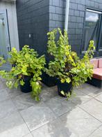 2 schitterende 50 jaar oude druivenbomen in luxe potten!!, Ophalen, Lente, Overige soorten, Volle zon