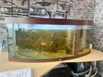 aquarium vol met vissen alle soorten 400liter 150 bij 62 cm, Ophalen of Verzenden, Zo goed als nieuw, Gevuld zeewateraquarium
