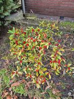 GRATIS Heesters/struiken, Tuin en Terras, Ophalen, Overige soorten, Struik, Minder dan 100 cm