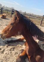 Dressuur paard  merrie Uresia van de angelika-hoeve, Dieren en Toebehoren, Paarden, Merrie, 0 tot 2 jaar