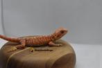 baardagaam Red/orange Leatherback hypo trans vrouw, Dieren en Toebehoren, Reptielen en Amfibieën, Hagedis, 0 tot 2 jaar
