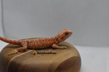 baardagaam Red/orange Leatherback hypo trans vrouw beschikbaar voor biedingen