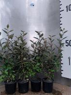 Olijfwilg – Elaeagnus ebbingei Compacta, Ophalen of Verzenden, Overige soorten, Haag, Minder dan 100 cm