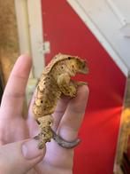 Crested gecko female dalmation wimpergekko, Dieren en Toebehoren, Hagedis, 0 tot 2 jaar