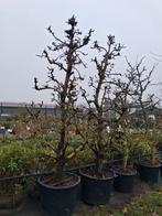 Oude karakteristieke laagstam perenbomen pyrus conference, Tuin en Terras, Planten | Fruitbomen, Lente, Ophalen of Verzenden, 250 tot 400 cm