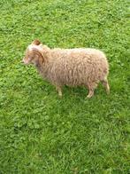 Ouessant ram, Mannelijk, Schaap