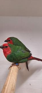 Mooie koppeltjes Roodkoppapagaai zitten op 5 graden onverwan, Dieren en Toebehoren, Vogels | Overige Vogels, Meerdere dieren, Tropenvogel