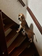 Oppas gezocht voor onze Beagle (regio Maarsbergen), Particuliere oppas