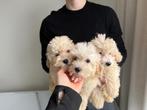Maltipoo pups beschikbaar • Spoedig nieuw thuis gezocht!, Dieren en Toebehoren, Particulier, Rabiës (hondsdolheid), 15 weken tot 1 jaar