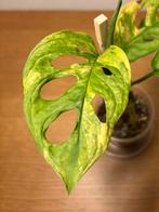 Monstera Adansonii Aurea, Variegata & mint plantjes, Minder dan 100 cm, Groene kamerplant, Groenteplant, Halfschaduw