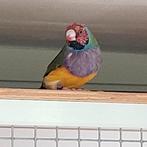 Gouldamadine man rkpb, Mannelijk, Tropenvogel, Geringd