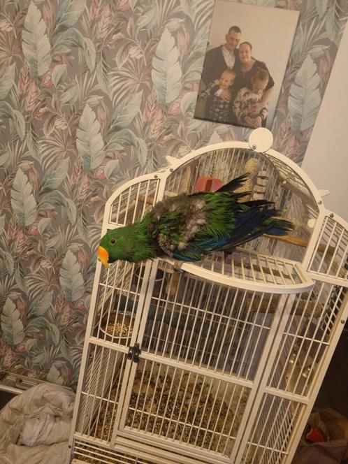 Kiwi edelman 10 jaar oud is tam en praat woordjes, Dieren en Toebehoren, Vogels | Parkieten en Papegaaien