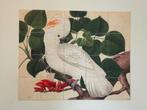 Ixxi cockatoo, Ophalen, Zo goed als nieuw, Schilderij, 75 tot 100 cm