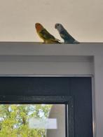 Perzikkopagapornis (lieve vogels), Mannelijk, Tropenvogel