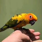 Super tamme Zonparkieten, Meerdere dieren, Papegaai