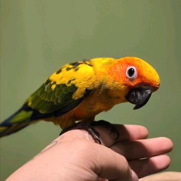 Super tamme Zonparkieten  beschikbaar voor biedingen