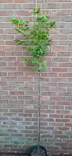 Melia azedarach, indische sering, kralenboom, Ophalen, Volle zon, Overige soorten