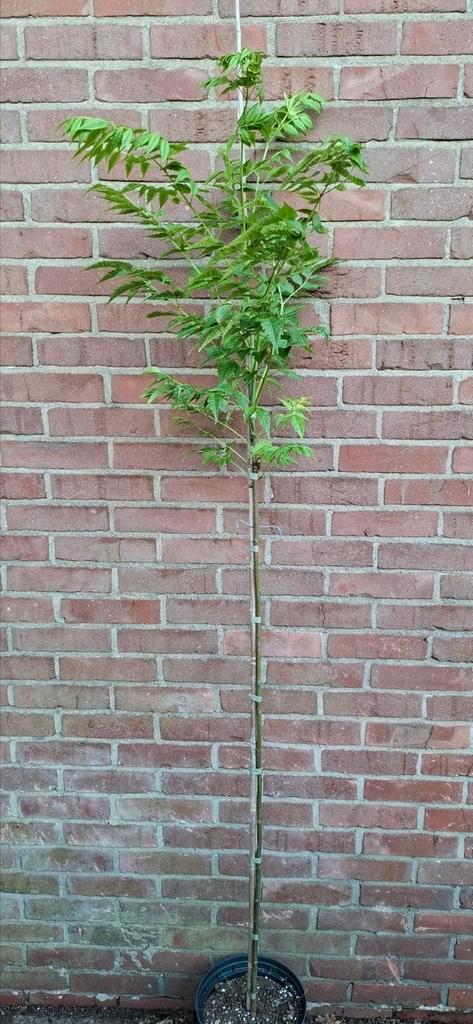 Melia azedarach, indische sering, kralenboom, Tuin en Terras, Planten | Bomen, Overige soorten, Volle zon, Ophalen