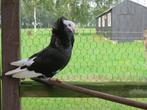 2 oud Hollandse kapucijnen zwart sierduiven, Meerdere dieren, Overige soorten