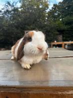 MINILOP voedster, Dieren en Toebehoren, Konijnen, Vrouwelijk, Dwerg, Hangoor, 3 tot 5 jaar