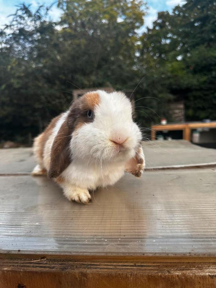 MINILOP voedster, Dieren en Toebehoren, Konijnen, Dwerg, Vrouwelijk, 3 tot 5 jaar, Hangoor