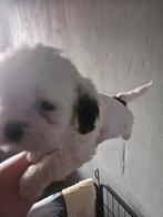 boomer, HCC (leverziekte), 8 tot 15 weken, Meerdere, Nederland