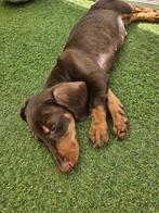 Prachtige Teckel & Labradoodels te koop! Prijs per stuk, Rabiës (hondsdolheid), 15 weken tot 1 jaar, Handelaar, Buitenland