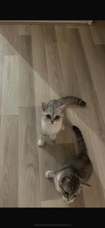 perzisch kat, Ophalen of Verzenden
