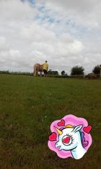 Gez.stalling / weidegang, Weidegang