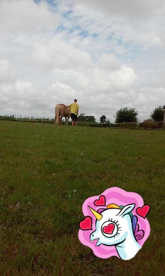 Gez.stalling / weidegang, Dieren en Toebehoren, Stalling en Weidegang, Stalling, Weidegang