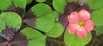 Pot vol met klaver. Oxalis, Ophalen, Zomer, Volle zon