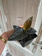 Syngonium Erythrophyllum - Prachtige Pijlplant, Overige soorten, In pot, Minder dan 100 cm, Groene kamerplant