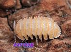 Cristarmadillidium muricatum pissebedden / isopods, Overige soorten