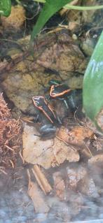 Phyllobatus vittatus (gifkikker), Dieren en Toebehoren, Amfibie, 0 tot 2 jaar