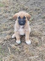 Hector een schattige pup, Dieren en Toebehoren, Honden | Niet-rashonden, Particulier, Rabiës (hondsdolheid), 15 weken tot 1 jaar