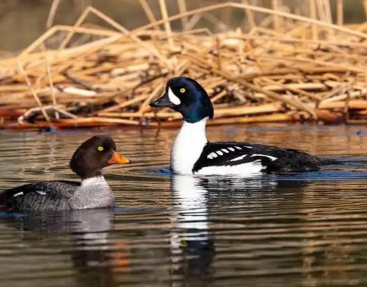 Siereenden, Dieren en Toebehoren, Pluimvee, Eend, Meerdere dieren