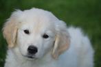Golden retriever pups, Golden retriever, België, 8 tot 15 weken, Meerdere