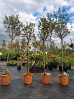 4x Olijfboom op stam - Mediterrane sfeer €50,- pst, Tuin en Terras, Planten | Bomen, Ophalen of Verzenden, Lente, 100 tot 250 cm