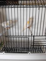 Kanariepoppen te koop, Dieren en Toebehoren, Vogels | Kanaries, Vrouwelijk, Kleurkanarie