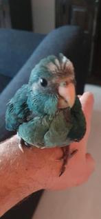 Baby Kakariki te koop, Parkiet