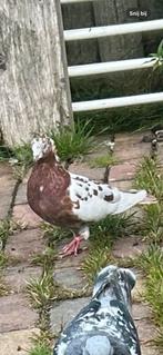 Irans duiven, Dieren en Toebehoren, Vogels | Duiven, Meerdere dieren, Tuimelaar of Roller