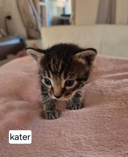 7 mooie kittens, Dieren en Toebehoren, Katten en Kittens | Overige Katten