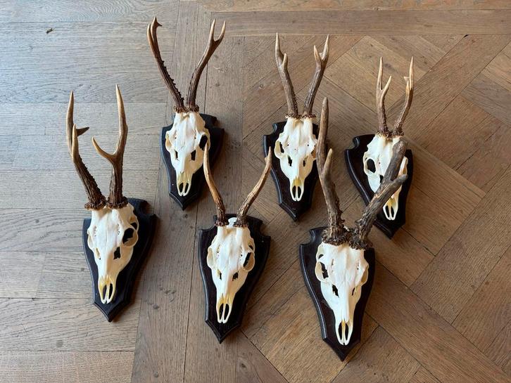 geweien op schild, Antiek en Kunst, Antiek | Overige Antiek, Ophalen