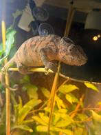 Panter kameleon 1 jaar, Dieren en Toebehoren