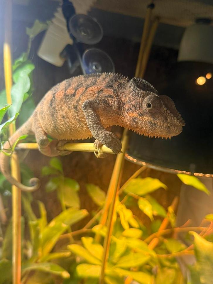 Panter kameleon 1 jaar