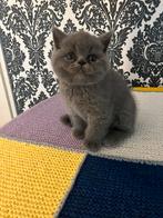 Britse korthaar kittens, Dieren en Toebehoren, Katten en Kittens | Raskatten | Langhaar, Meerdere dieren, Ontwormd, 0 tot 2 jaar