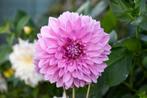 Dahlia Lavender Perfection knollen, Tuin en Terras, Ophalen of Verzenden, Voorjaar, Volle zon, Knol