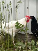 Leghorn haan gratis voor goed huisje, Dieren en Toebehoren, Mannelijk, Tropenvogel