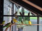 Grasparkieten, Dieren en Toebehoren, Vogels | Parkieten en Papegaaien, Meerdere dieren, Parkiet