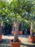 Maak van uw tuin een tropisch paradijs met palmbomen, In pot, Lente, Volle zon, Ophalen